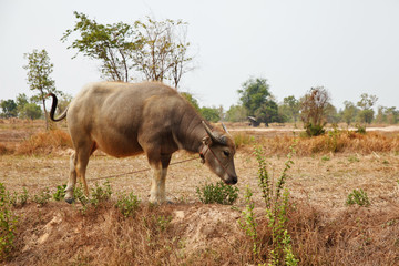 Thai buffalo walk over the field.