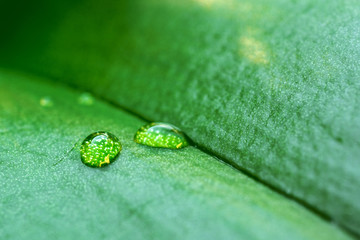 green leaf with droplet