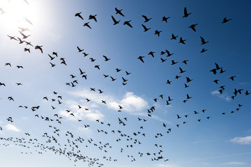 Swarm of wild geese flying against blue sky