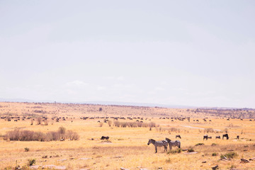 Fototapeta na wymiar wildebeest and zebra in Masai Mara National Park in Kenya Africa
