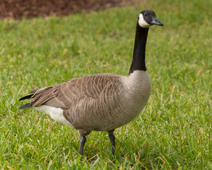Fototapeta premium Goose In Grass