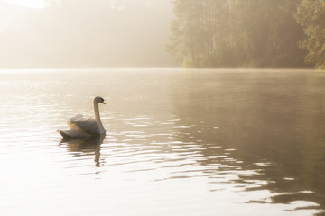 The white swan swim in the lake with the morning mist scene