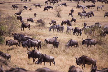 wildebeest and zebra in Masai Mara National Park in Kenya Africa
