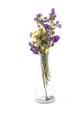 Dry Statice flowers in glass vase on white background