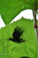 蕗の葉の上に蛙