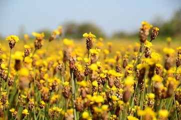 blurred picture flowers for background and wallpaper
