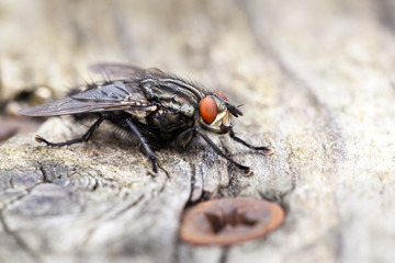 Common Housefly on wood with screw