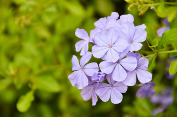 image of spring lilac violet flowers

