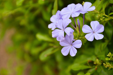 image of spring lilac violet flowers
