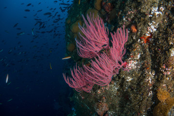 Red Gorgonian with school of fish