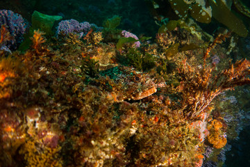 Naklejka na ściany i meble Scorpion fish camouflage