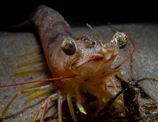 Pacific White Shrimp