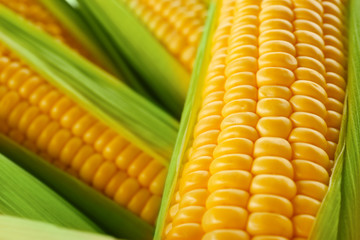 Fresh sweet corn, close up