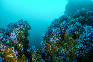 Fototapeta na wymiar Purple Hydro Coral Valley