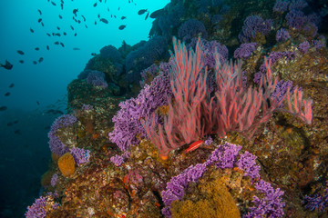 Red Gorgonian, and purple hydro coral