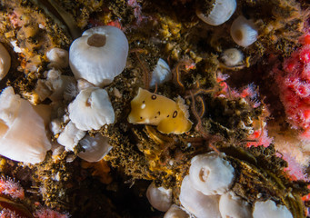 Brittle star fish, and nudibranch