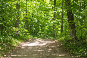 Hiking in the woods down a dirt path on a beautiful summer day. Green canopy of trees above them.
