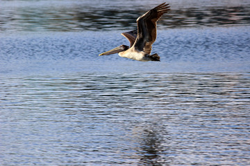 Pelican Flight