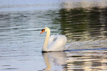 Swan Floating