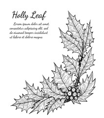 Plakat holly plant isolated on brown background.holly leaf sketch by hand drawing.merry christmas 
