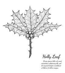 holly plant isolated on brown background.holly leaf sketch by hand drawing.merry christmas 