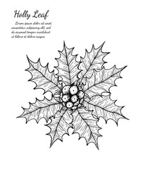 holly plant isolated on brown background.holly leaf sketch by hand drawing.merry christmas 
