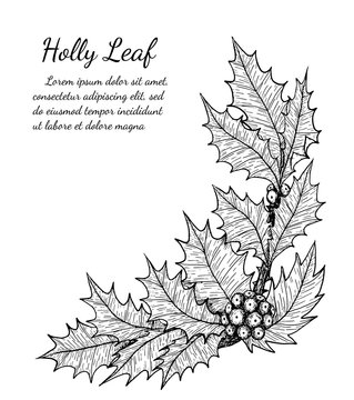 Holly Plant Isolated On Brown Background.holly Leaf Sketch By Hand Drawing.merry Christmas 