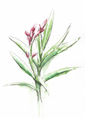 Obraz premium Plant with buds drawn in pen and watercolor