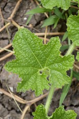 winter melon leaves in nature garden