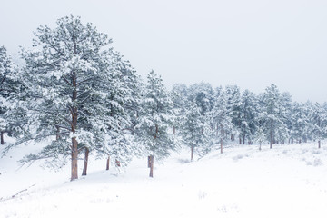 Beautiful winter scene with icy slick road driving situation curving road covered with snow and snowy trees all around