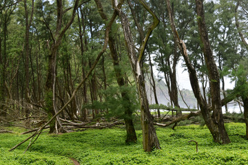 woods near Polulu black sand beach, Kohala coast, Big Island, Hawaii