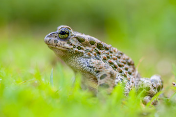 Green toad in Grass