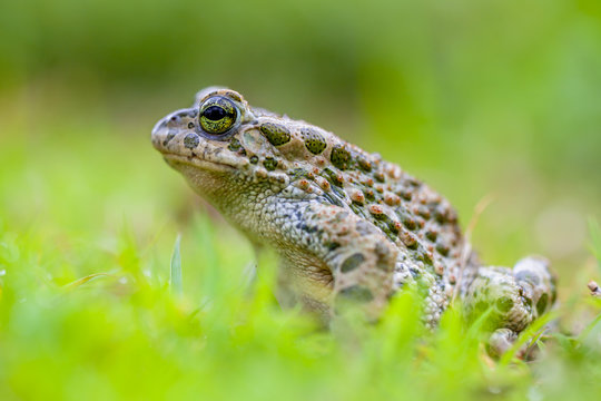 Green toad in Grass