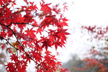 紅葉