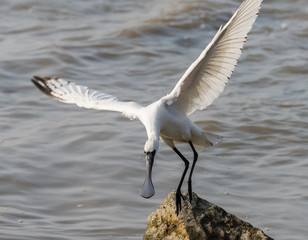 Black-faced Spoonbill