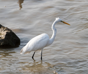 White Egret on a lagoon