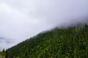 Obraz na płótnie Canvas Forested mountain slope in low lying cloud with the evergreen conifers shrouded in mist in a scenic landscape view
