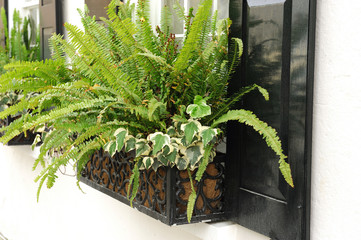 close up on window decorated with fern in flowerbox