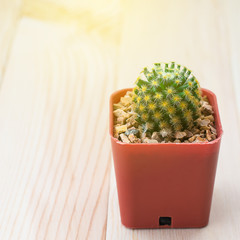 Mini cactus in pots orange background wood, soft light