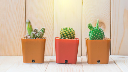 Three miniature cactus tree, soft light