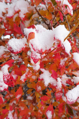 red maple tree under snow