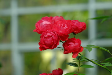 Pink rose flower in garden.Pink rose macro close up.