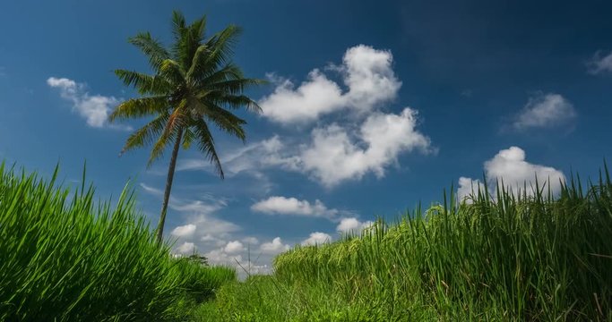 Rice field and palm tree with the clouds on the sky