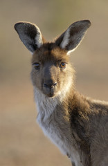 kangaroo in outback Australia.