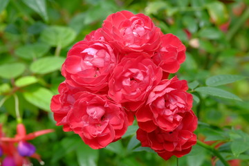 Red rose flower in garden.Red rose macro close up.