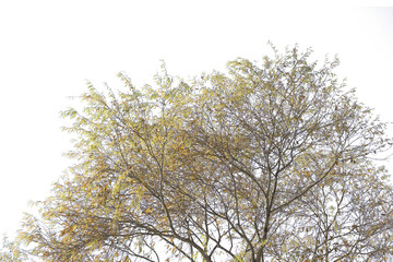 Single old and dead tree isolated on white background