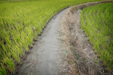 Fototapeta na wymiar The rice field in Japan.