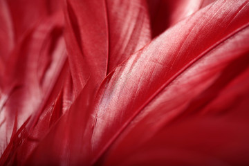 bright red feather texture macro beautiful holiday background