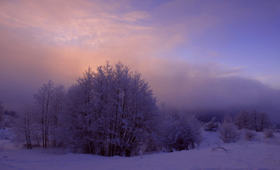 Purple winter morning