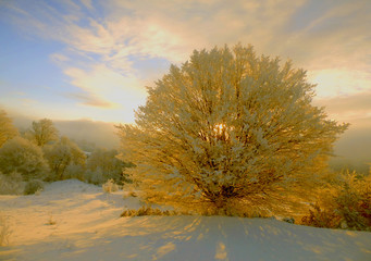 Golden tree sunrise